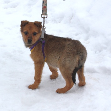 Собаки в добрые руки - Лиска - 1