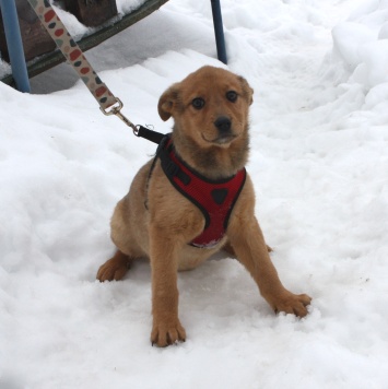 Собаки в добрые руки - Лиска (Лисёна) - 1