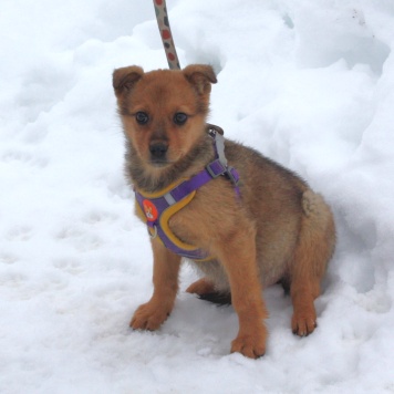 Собаки в добрые руки - Лиска - 2