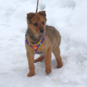 Собаки в добрые руки - Лиска - 3