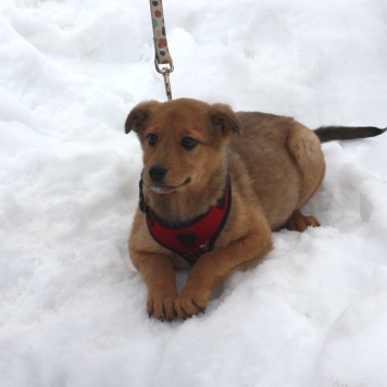 Собаки в добрые руки - Лиска (Лисёна) - 3