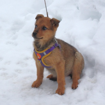 Собаки в добрые руки - Лиска - 4