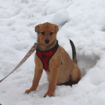 Собаки в добрые руки - Лиска (Лисёна) - 4