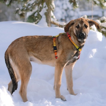 Дина - Собаки в добрые руки