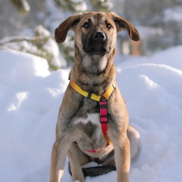 Собаки в добрые руки - Дина - 1