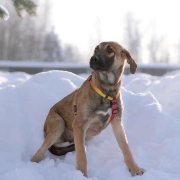Собаки в добрые руки - Дина - 3