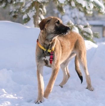 Собаки в добрые руки - Дина - 4