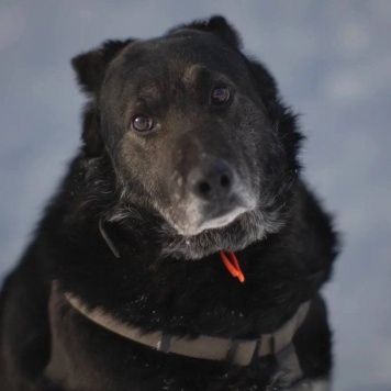 Собаки в добрые руки - Тор