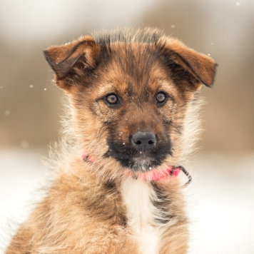 Карамель - Собаки в добрые руки