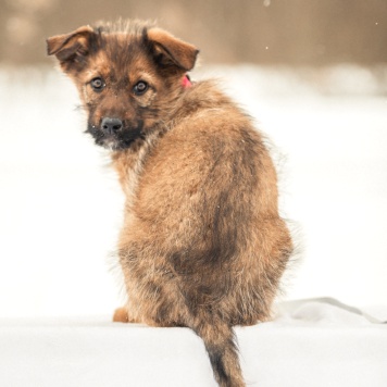 Собаки в добрые руки - Карамель - 1