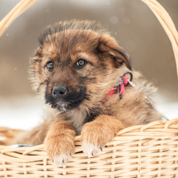 Собаки в добрые руки - Карамель - 2