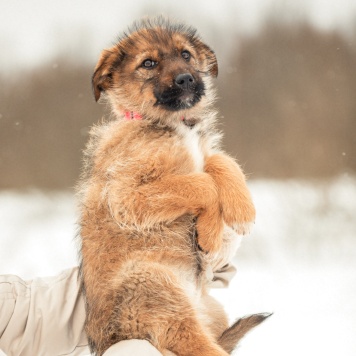 Собаки в добрые руки - Карамель - 3