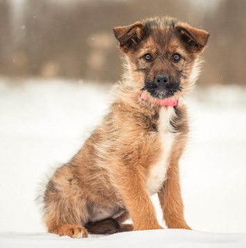 Собаки в добрые руки - Карамель - 4