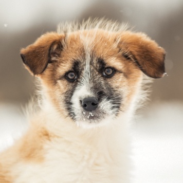 Нюша - Собаки в добрые руки