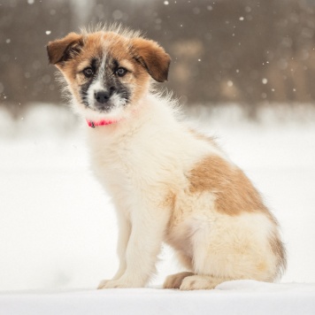 Собаки в добрые руки - Нюша - 1