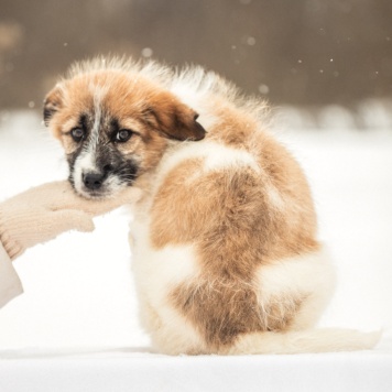 Собаки в добрые руки - Нюша - 2