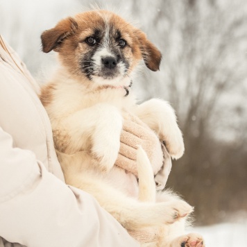 Собаки в добрые руки - Нюша - 3
