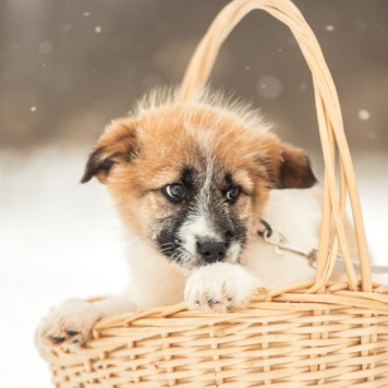 Собаки в добрые руки - Нюша - 4