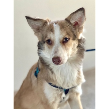 Собаки в добрые руки - Тотошка