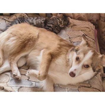 Собаки в добрые руки - Тотошка - 2