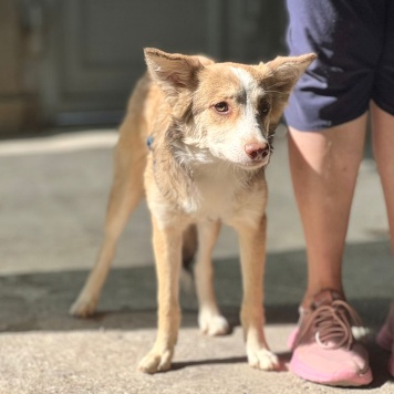 Собаки в добрые руки - Тотошка - 3