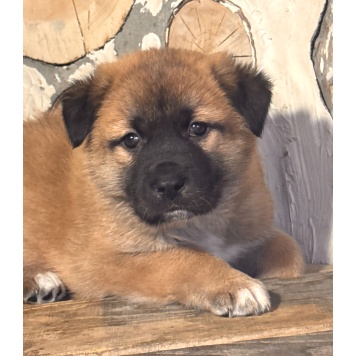 Собаки в добрые руки - Щенки