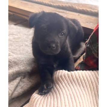 Собаки в добрые руки - Щенки - 1