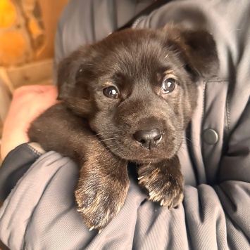 Собаки в добрые руки - Щенки - 2