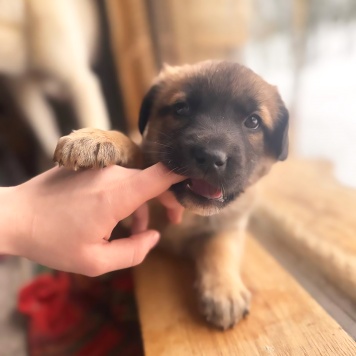 Собаки в добрые руки - Щенки - 3