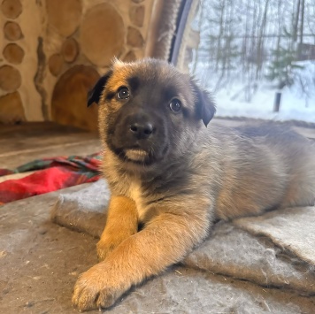 Собаки в добрые руки - Щенки - 4