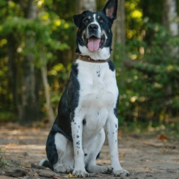 Собаки в добрые руки - Натан