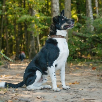 Собаки в добрые руки - Натан - 1