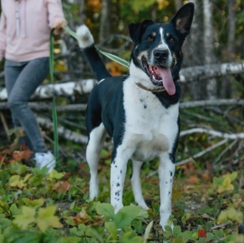 Собаки в добрые руки - Натан - 2
