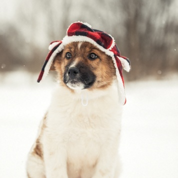 Рони - Собаки в добрые руки