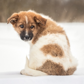Собаки в добрые руки - Рони - 1