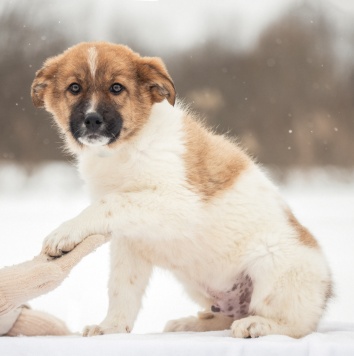 Собаки в добрые руки - Рони - 3