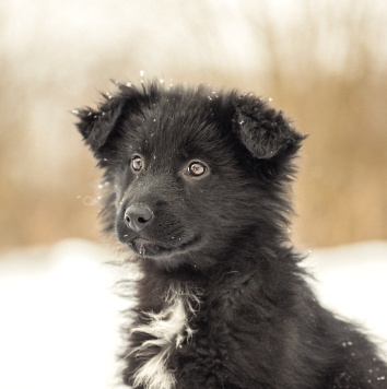 Чупа - Собаки в добрые руки