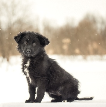 Собаки в добрые руки - Чупа - 1