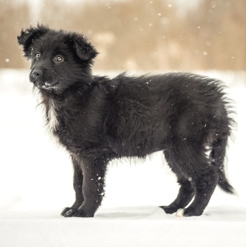 Собаки в добрые руки - Чупа - 3