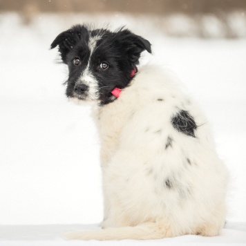 Собаки в добрые руки - Фиби