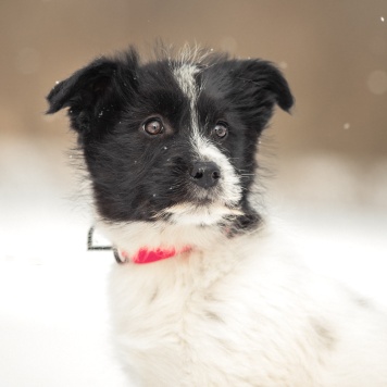 Собаки в добрые руки - Фиби - 1