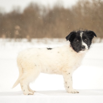 Собаки в добрые руки - Фиби - 3