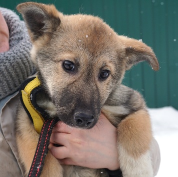 Собаки в добрые руки - Манго