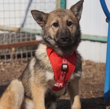 Собаки в добрые руки - Манго