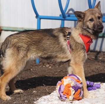 Собаки в добрые руки - Манго - 1