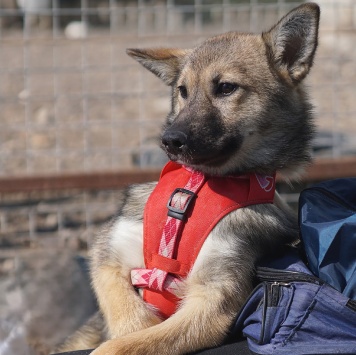 Собаки в добрые руки - Манго - 2