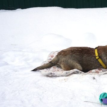 Собаки в добрые руки - Манго - 3