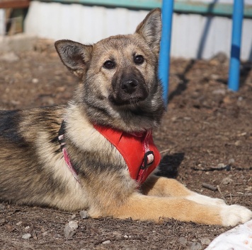 Собаки в добрые руки - Манго - 3