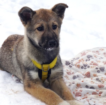 Собаки в добрые руки - Манго - 1