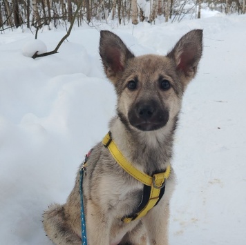 Дымка - Собаки в добрые руки